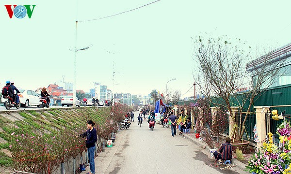 Peach blossoms in Hanoi  - ảnh 8